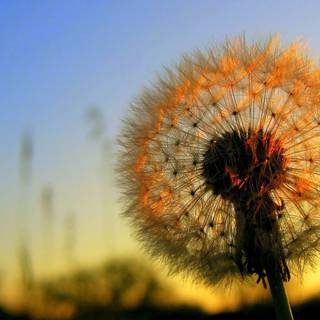 Common Dandelion wallpaper