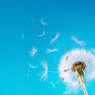 Common Dandelion wallpaper
