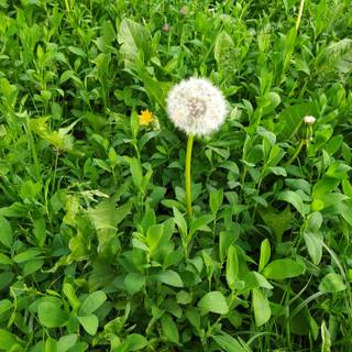 Common Dandelion wallpaper