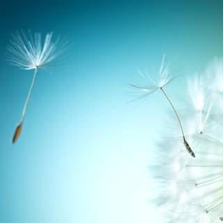 Common Dandelion wallpaper
