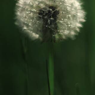 Common Dandelion wallpaper