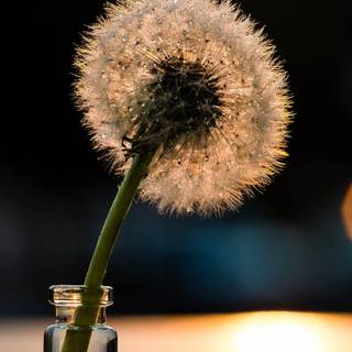 Common Dandelion wallpaper
