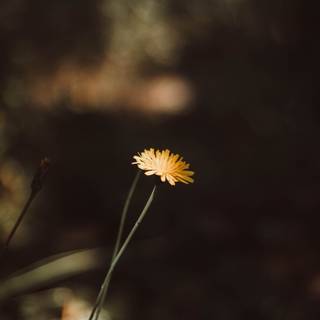 Common Dandelion wallpaper