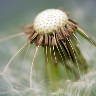 Common Dandelion wallpaper