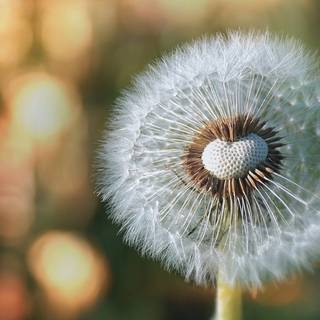 Common Dandelion wallpaper