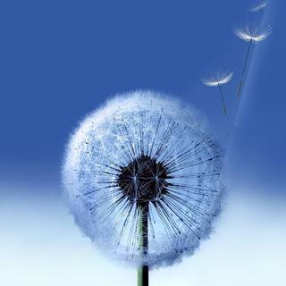 Common Dandelion wallpaper