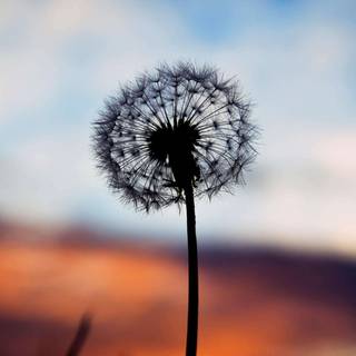 Common Dandelion wallpaper