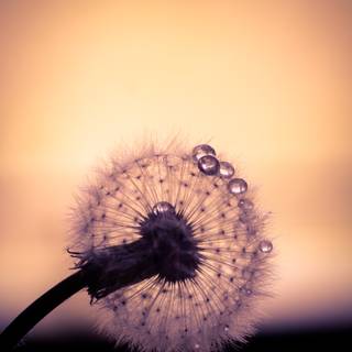 Common Dandelion wallpaper
