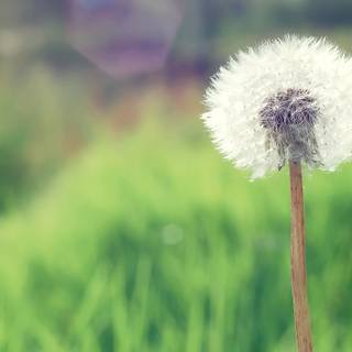 Common Dandelion wallpaper
