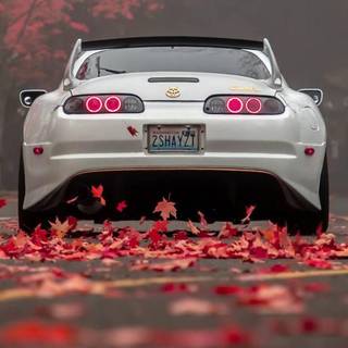 Supra autumn wallpaper