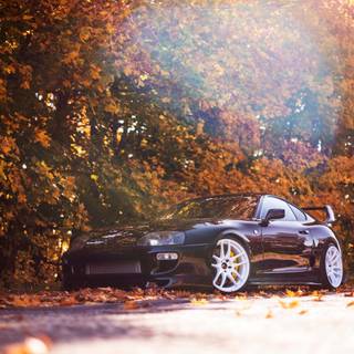Supra autumn wallpaper