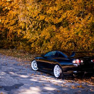 Supra autumn wallpaper