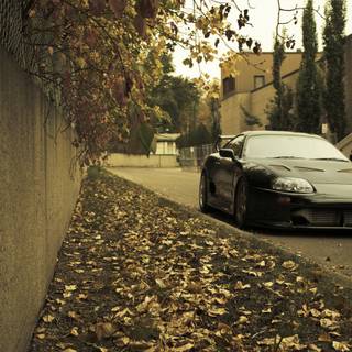 Supra autumn wallpaper