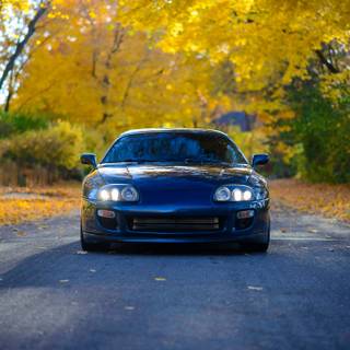 Supra autumn wallpaper