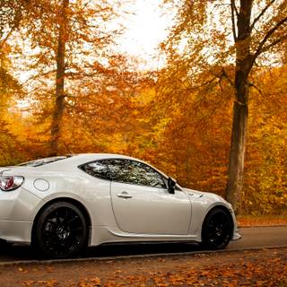 Supra autumn wallpaper