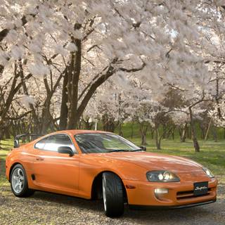 Supra autumn wallpaper