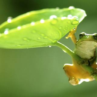 Spring frogs wallpaper