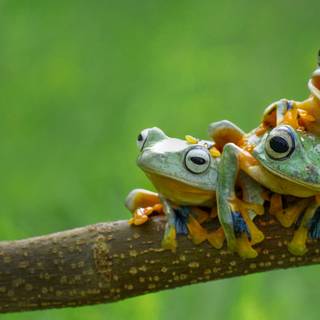 Spring frogs wallpaper