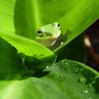 Spring frogs wallpaper