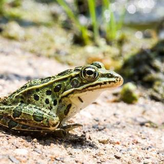 Spring frogs wallpaper