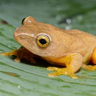 Spring frogs wallpaper
