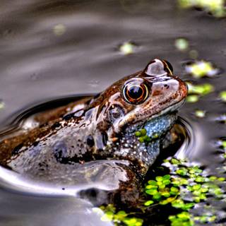Spring frogs wallpaper