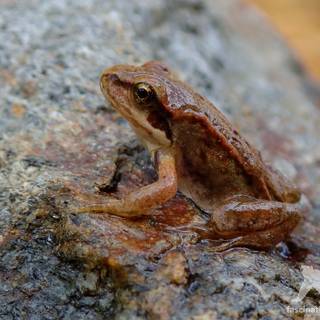 Spring frogs wallpaper