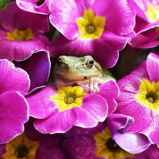 Spring frogs wallpaper