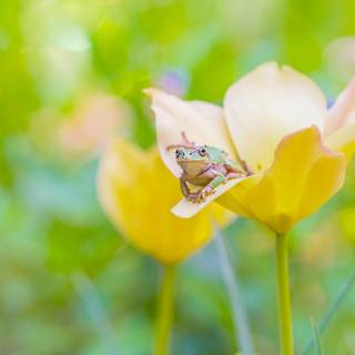 Spring frogs wallpaper