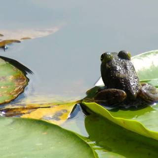 Spring frogs wallpaper