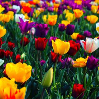 Colored spring wallpaper