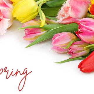 Colored spring wallpaper