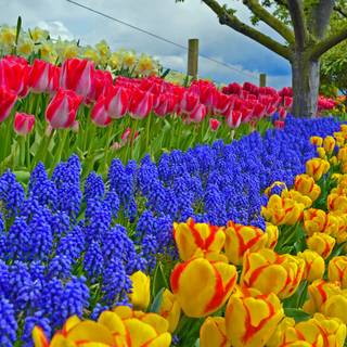 Colored spring wallpaper