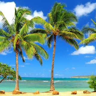 Spring and beach wallpaper