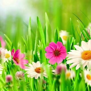 Easter flowers meadow wallpaper