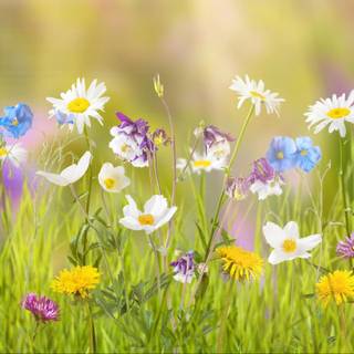 Easter flowers meadow wallpaper