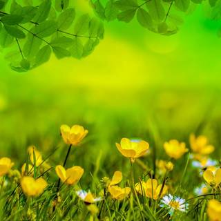 Easter flowers meadow wallpaper