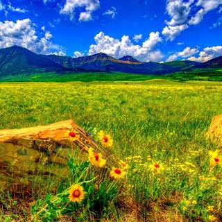 Easter flowers meadow wallpaper