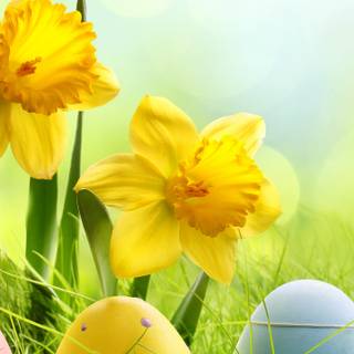 Easter flowers meadow wallpaper