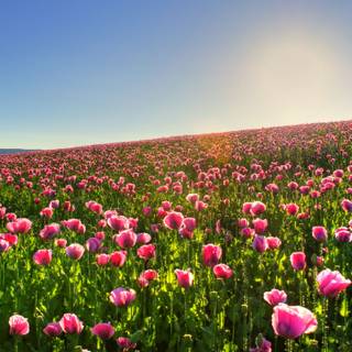 Easter flowers meadow wallpaper