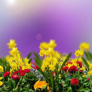 Easter flowers meadow wallpaper