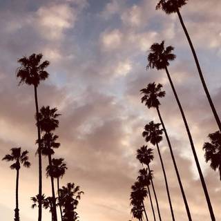 Summer vibes palm tree wallpaper