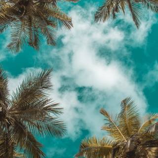 Daytime summer wallpaper