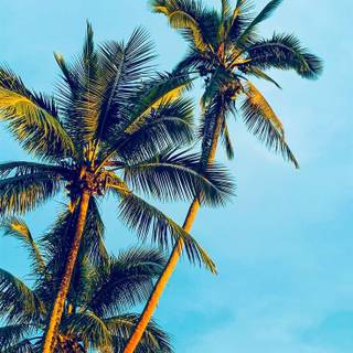 Daytime summer wallpaper