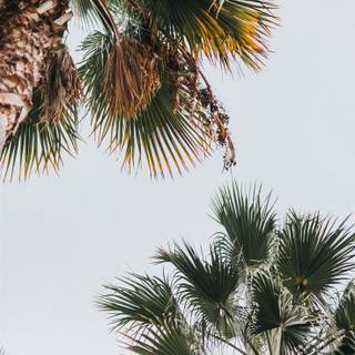 Daytime summer wallpaper