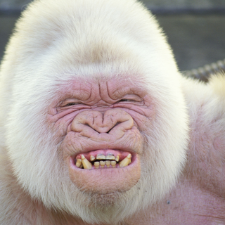 Albino monkey wallpaper
