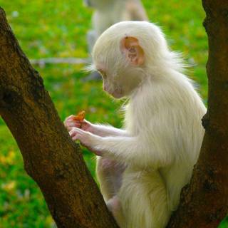 Albino monkey wallpaper
