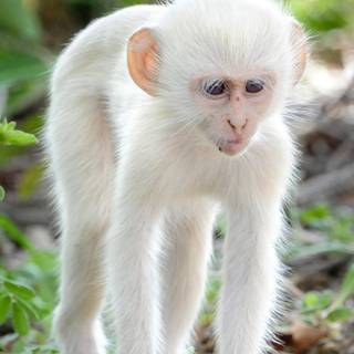 Albino monkey wallpaper