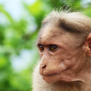 Albino monkey wallpaper