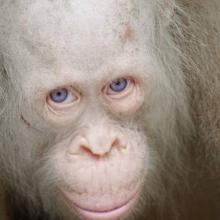 Albino monkey wallpaper